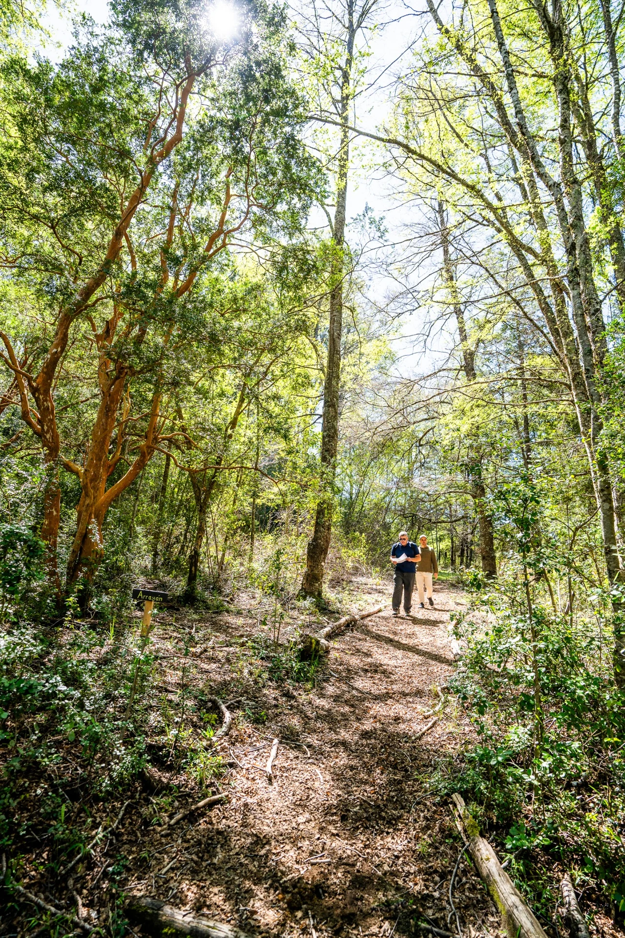Recorrido por el sendero entre árboles nativos